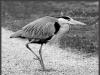 Grey Heron  Ardea cinerea