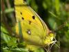 Clouded Yellow, Colias croceus