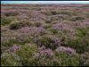 Purple, North York Moors
