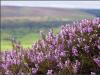 Heather, North York Moors