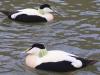 Eider up and Eider down