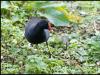 Moorhen, Gallinula chloropus