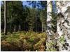 Birch Bark & Leaves, after FWB