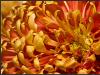 Chrysanthemum