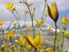 Wild tulip - Tulipa sylvestris