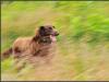 The Chase