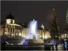 Christmas tree in Trafalgar Square, London