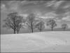 The Tree-Line