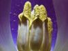 Private life of the tulip