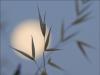 Harvest Moon