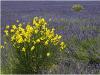 Lavender Provencal
